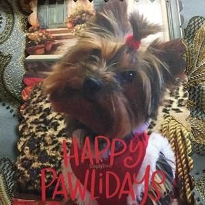 Meet your Posher, Susan